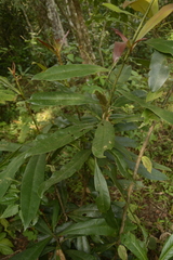 Ancistrocladus heyneanus