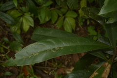 Ancistrocladus heyneanus