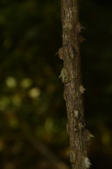 Mezoneuron cucullatum