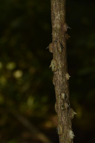 Mezoneuron cucullatum, photograph 1
