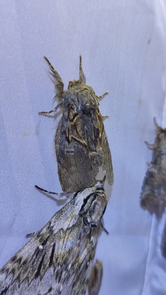 Peridea jankowskii