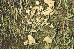 Thysanothecium scutellatum