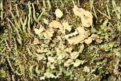 Thysanothecium scutellatum