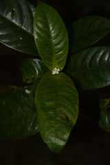 Saprosma glomerulatum