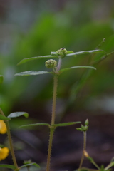 Euphorbia hirta