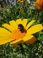 Oxythyrea noemi