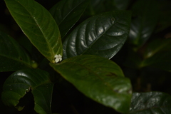 Saprosma glomerulatum