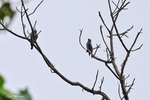 Coracina striata observed 2026-05-17