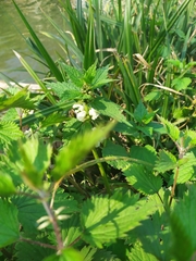 Magnoliopsida