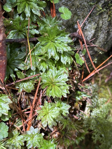 Rhodobryum giganteum observed 2026-05-17