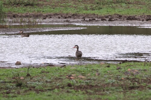iNaturalist: (c) silkyoak, some rights reserved (CC BY-NC), uploaded by silkyoak iNaturalist image