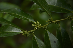 Sarcococca coriacea