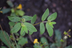 Euphorbia hirta