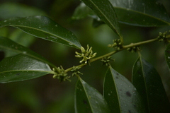 Sarcococca coriacea