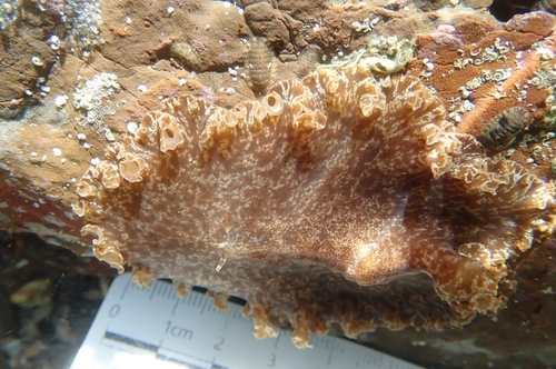 Paraplanocera oligoglena observed 2026-05-15