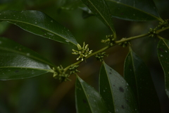 Sarcococca coriacea