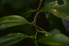 Sarcococca coriacea
