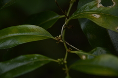 Sarcococca coriacea