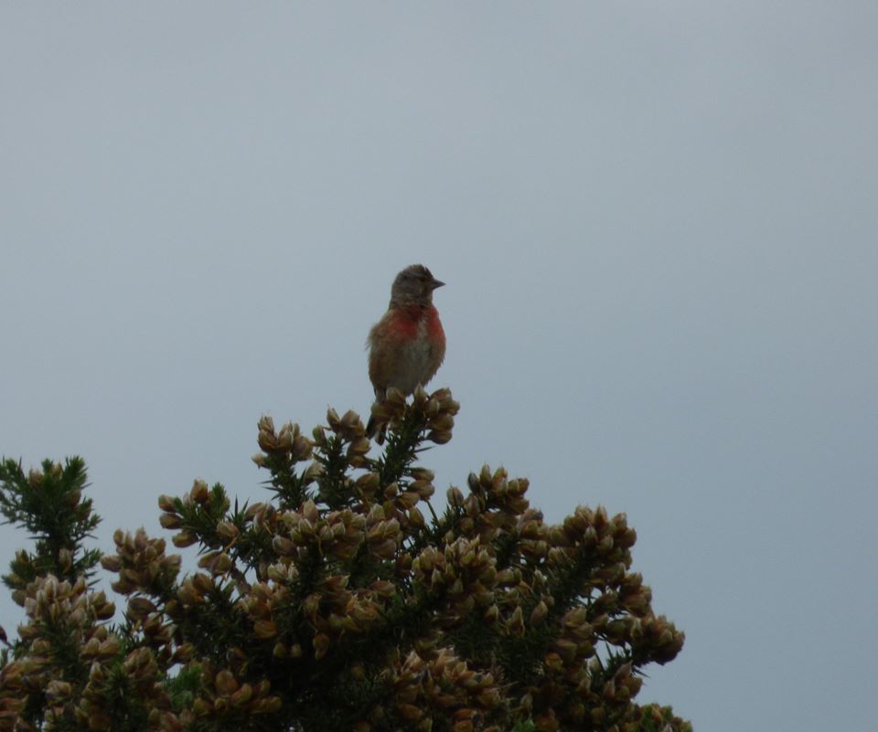 Common Linnet