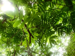 Juglans ailantifolia