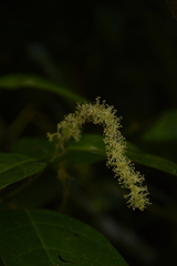 Epiprinus mallotiformis