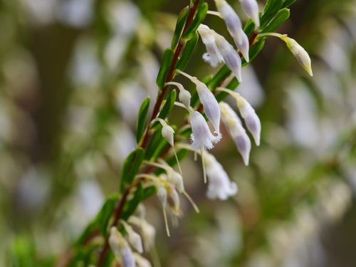 Styphelia pendula observed 2026-05-17