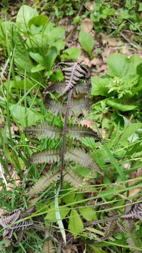 Athyrium rubripes (Athyrium rubripes)