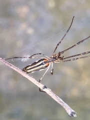 Tetragnatha dearmata