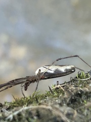 Tetragnatha dearmata