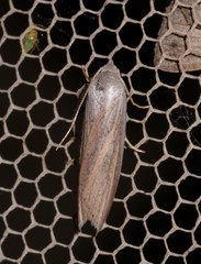 Prionopterina grammatistis