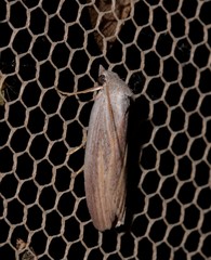 Prionopterina grammatistis