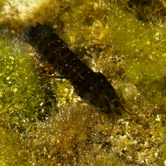 Gonodactylus smithii