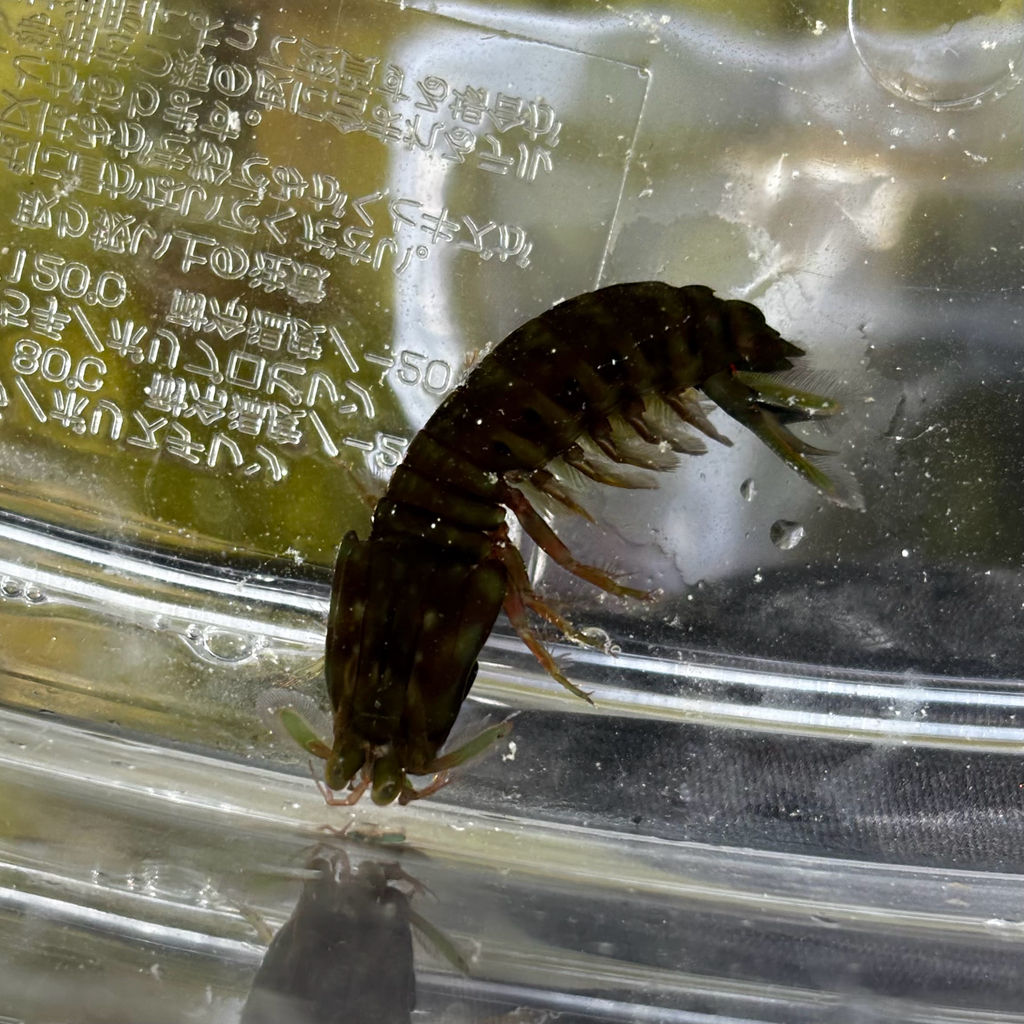 Gonodactylus smithii