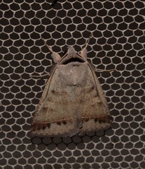 Pantydia capistrata