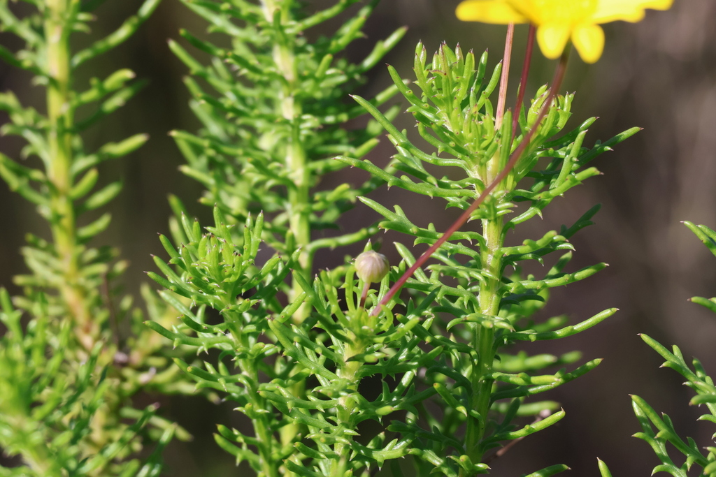 Euryops ursinoides
