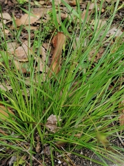 Carex distachya