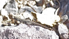 Pristurus gallagheri