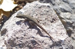Pristurus gallagheri