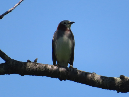Chestnut-cheeked Starling (Agropsar philippensis), photo 10