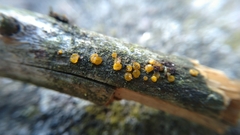 Fungi