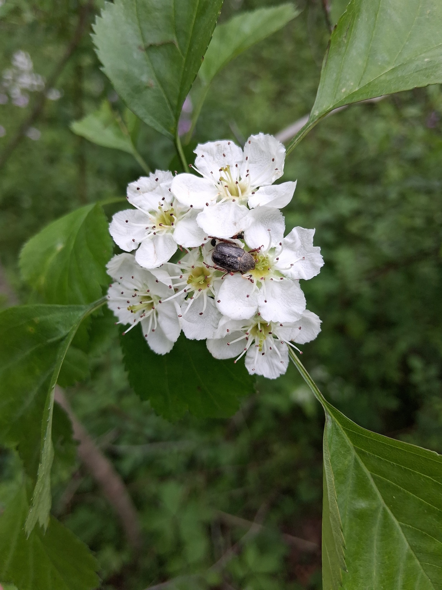 Hawthorn