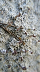 Baeomyces carneus