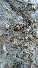 Baeomyces carneus