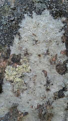 Baeomyces carneus