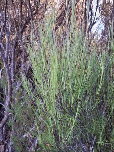 Dracophyllum filifolium observed 2026-05-16