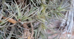 Anoplophytum