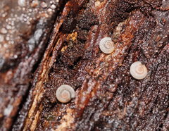 Meredithena dandenongensis