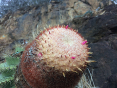 Melocactus intortus