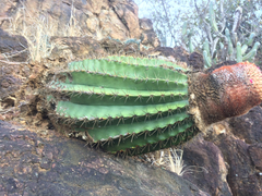 Melocactus intortus