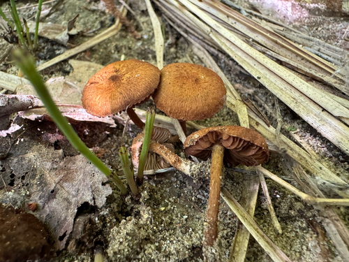 Inocybe dulcamara